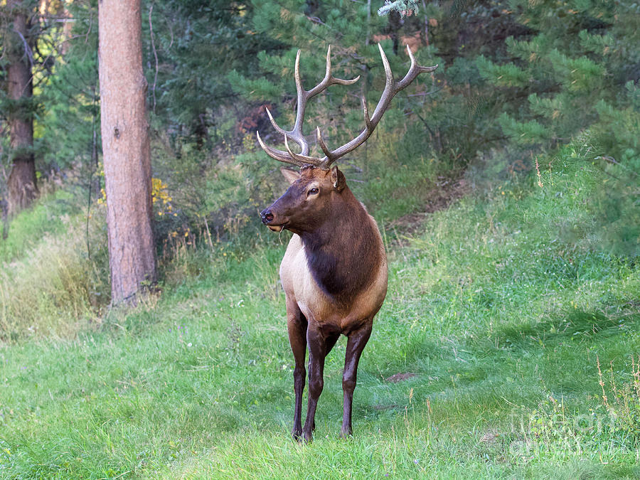 Bull Elk Photograph by Shirley Dutchkowski