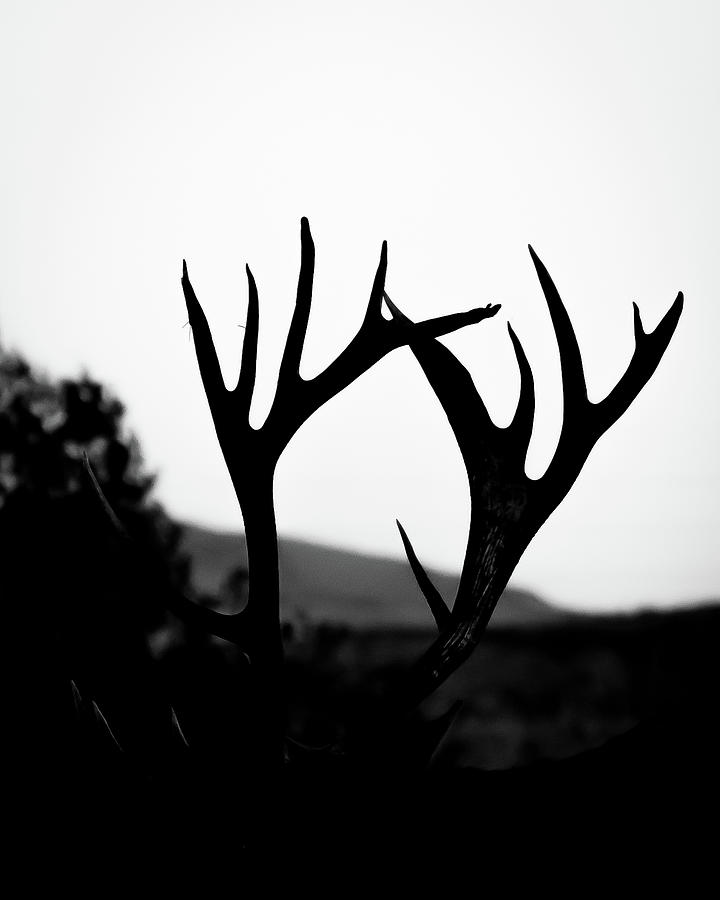 Wildlife Photograph - Bull Elk Silhouette by Daniel Wilde