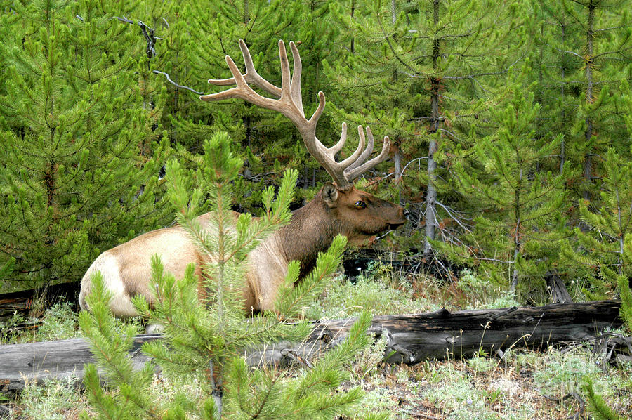 Bull Elk sitting peacefully in a clearing of trees.	 Photograph by Gunther Allen
