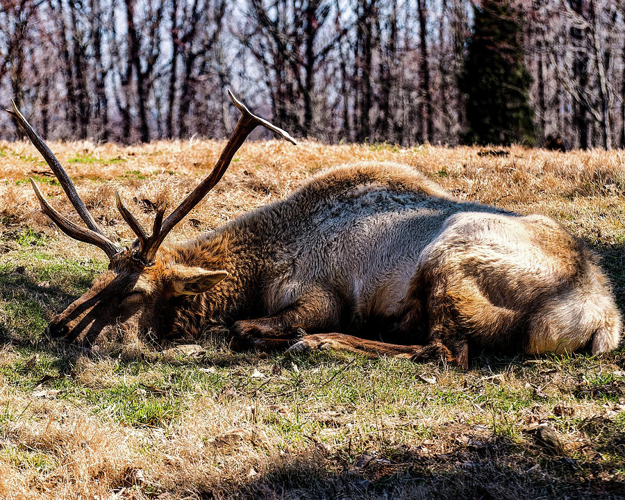 Bull Elk sleeping in the grass Photograph by Flees Photos