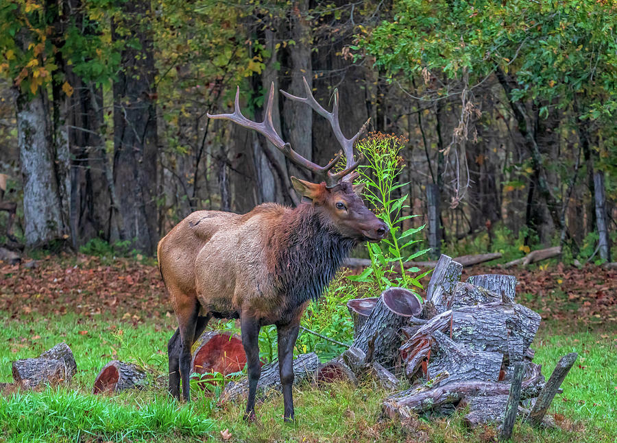 Bull Elk - Smoky Mountain National Park Photograph by Peter Ciro