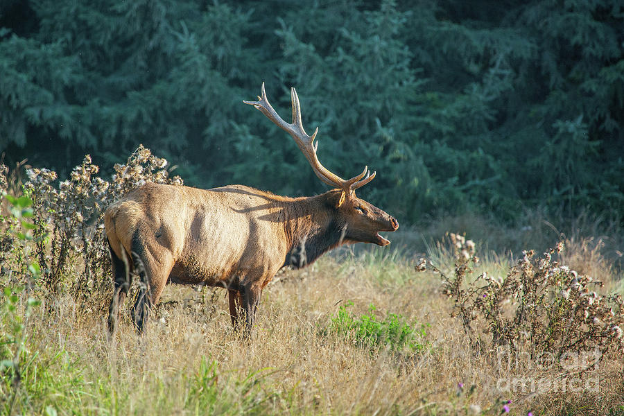 Bull Elk Sounding the Alarm Photograph by Scott Pellegrin