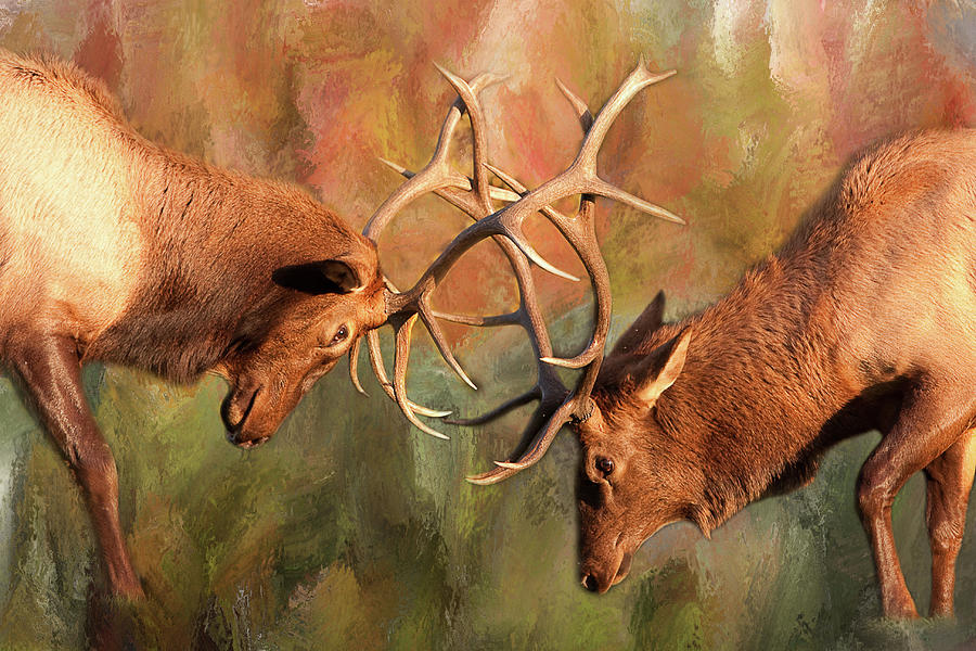 Bull Elk Sparring In The Mix Photograph by James BO Insogna