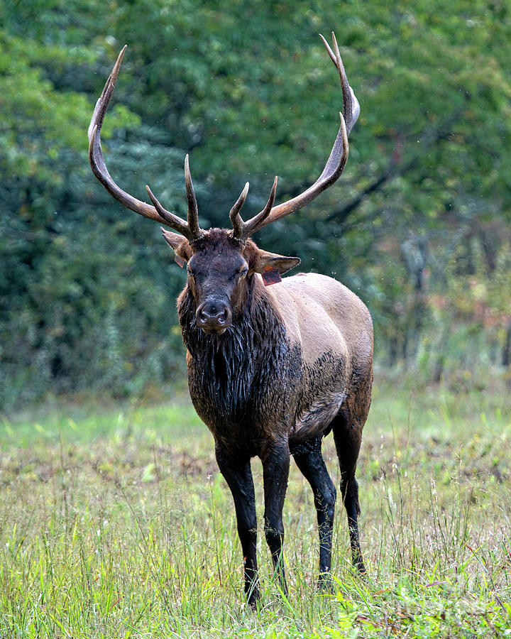 Bull Elk Standing still Photograph by Rodney Cammauf