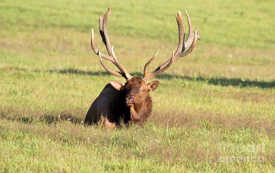 Bull Elk taking a break Photograph by Jeannette Hunt