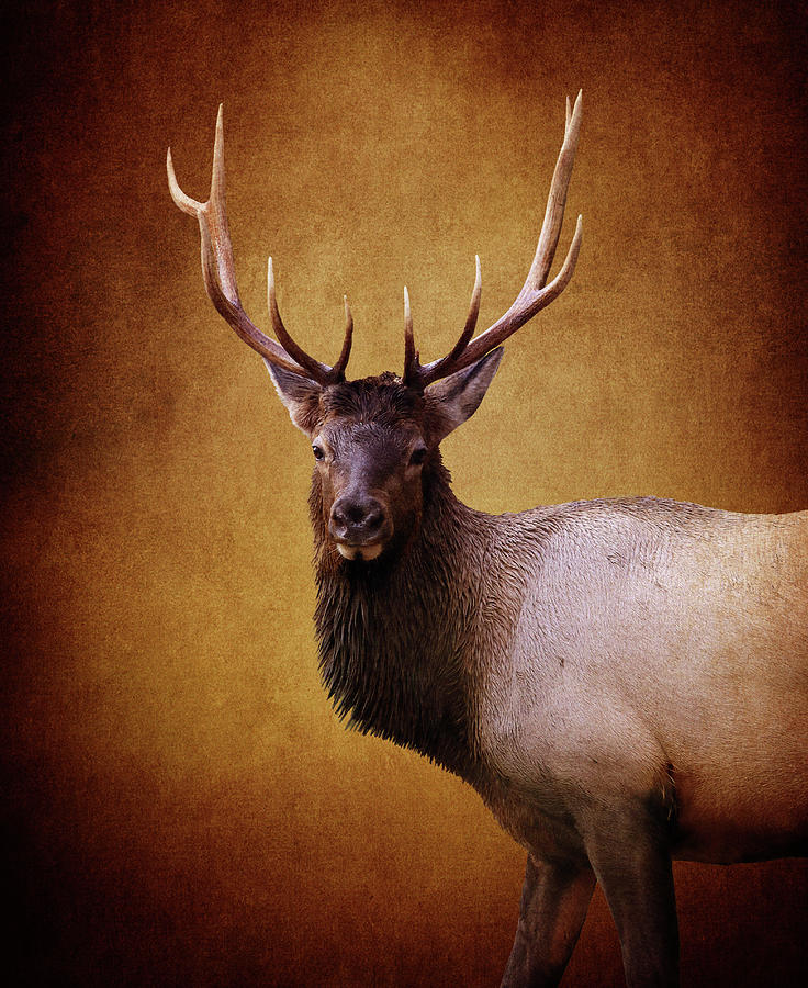 Bull Elk Texture Art Photograph by Dan Sproul