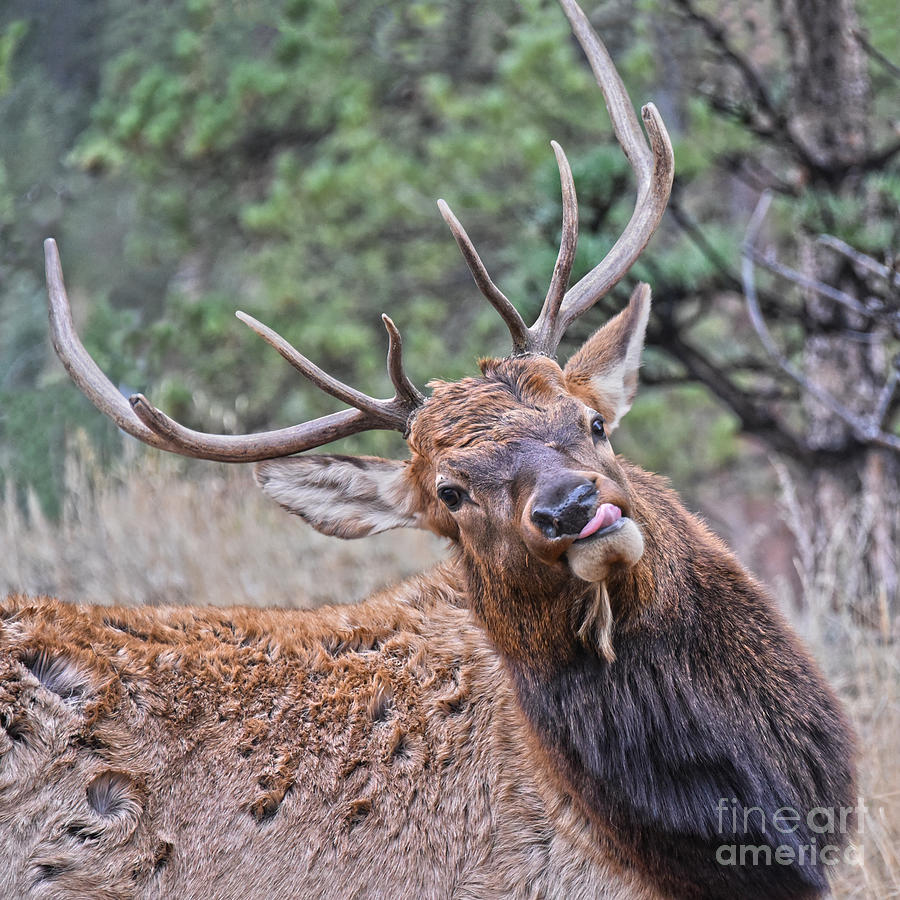 Bull Elk Tongue Out Photograph by Catherine Sherman