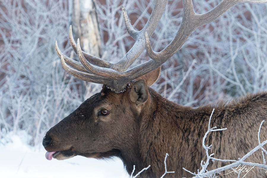 Bull Elk Tongue Out Photograph by Meg Leaf - Fine Art America