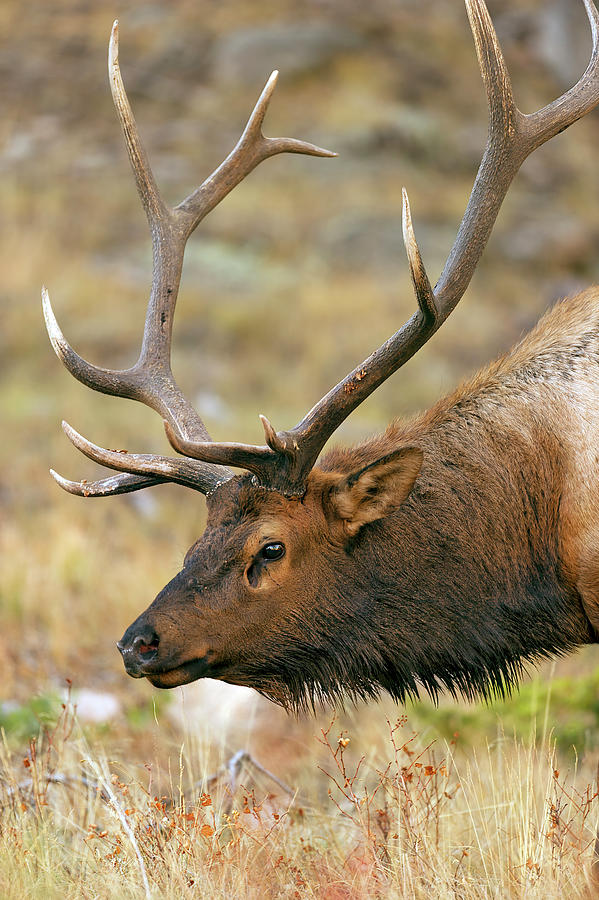  Bull Elk Up Close Photograph by Gary Langley