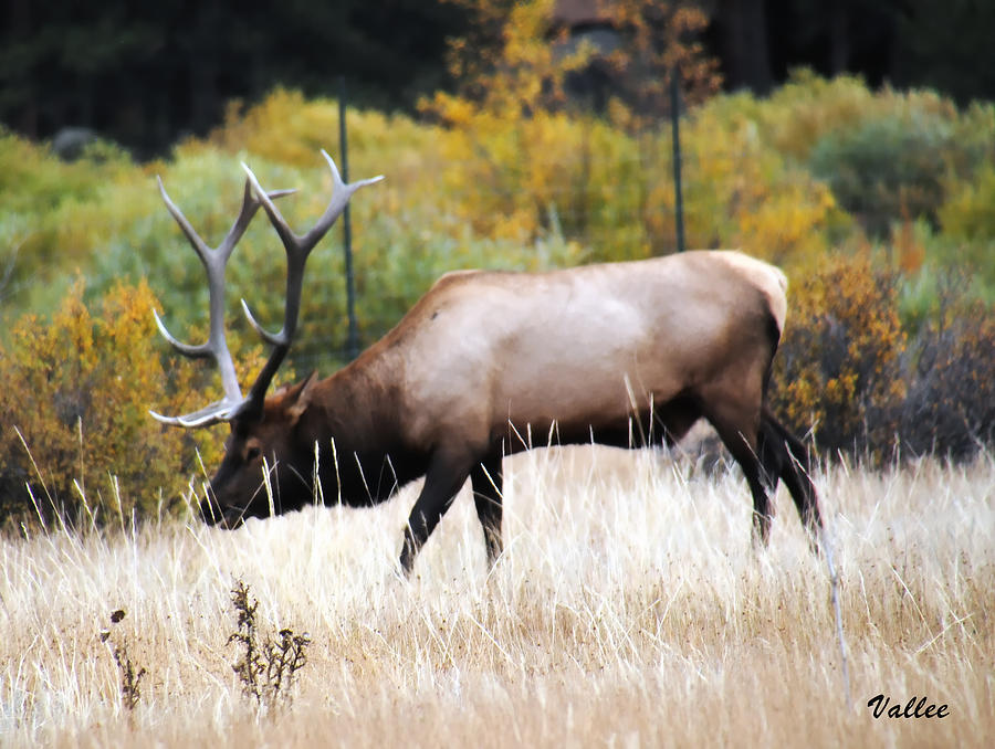 Bull Elk Photograph by Vallee Johnson