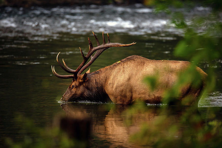 Bull Elk Wading in the River Photograph by Robert J Wagner