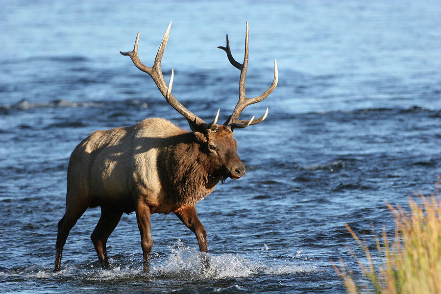 Bull Elk Wading through the River Photograph by Wesley Aston