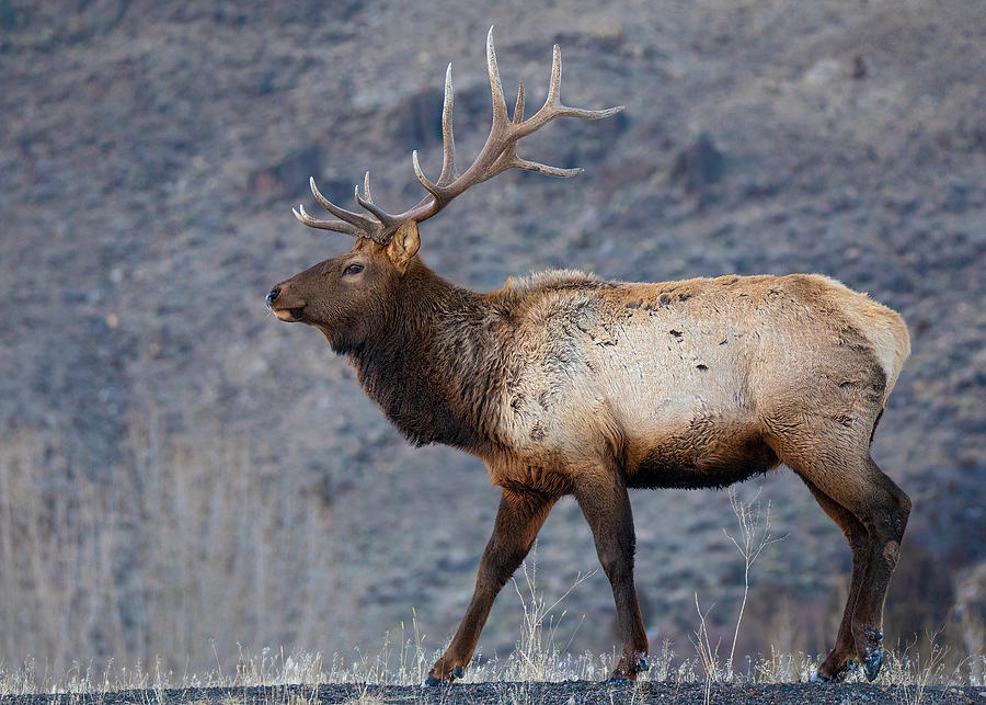 Bull elk walking along a ridge Photograph by Jonathan Steele - Fine Art ...