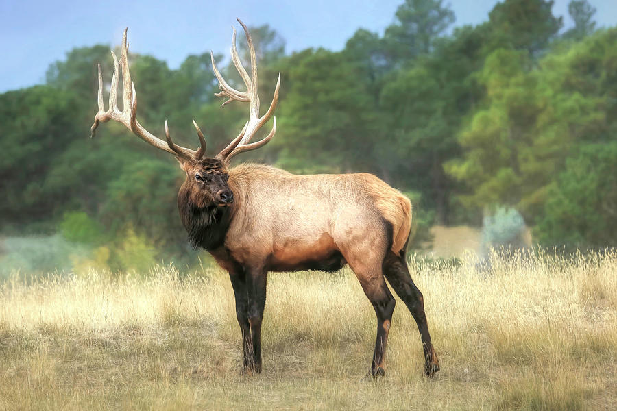 Bull Elk - Wapiti Photograph by Donna Kennedy