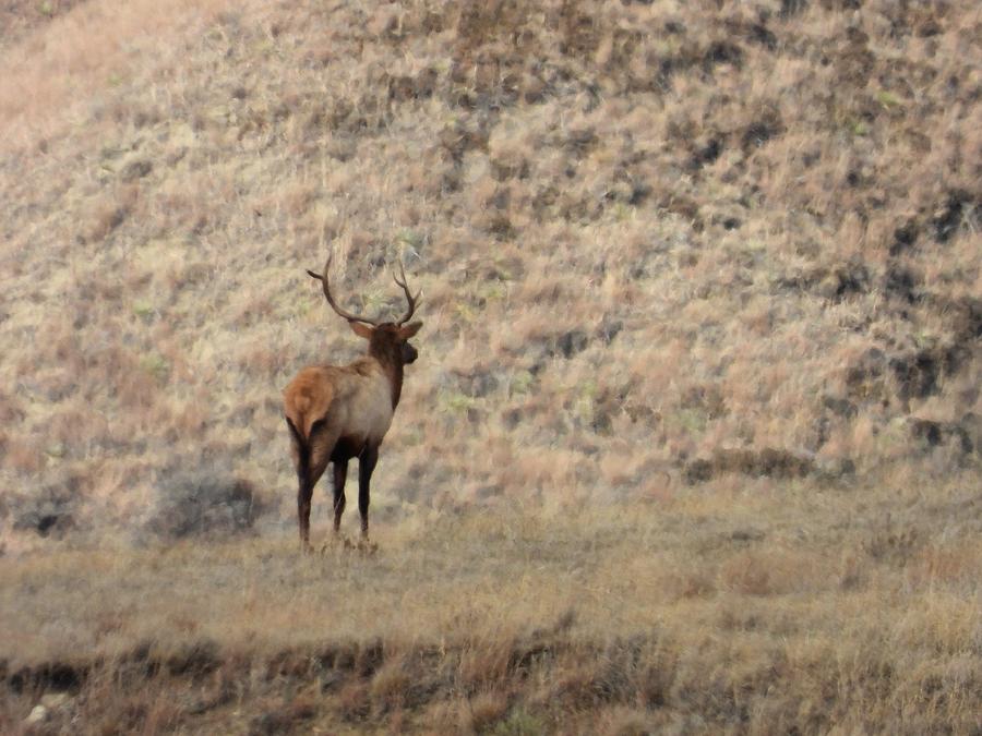 Bull Elk Watching Photograph by Amanda R Wright