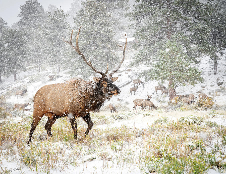 Elk Winter Scene Photograph