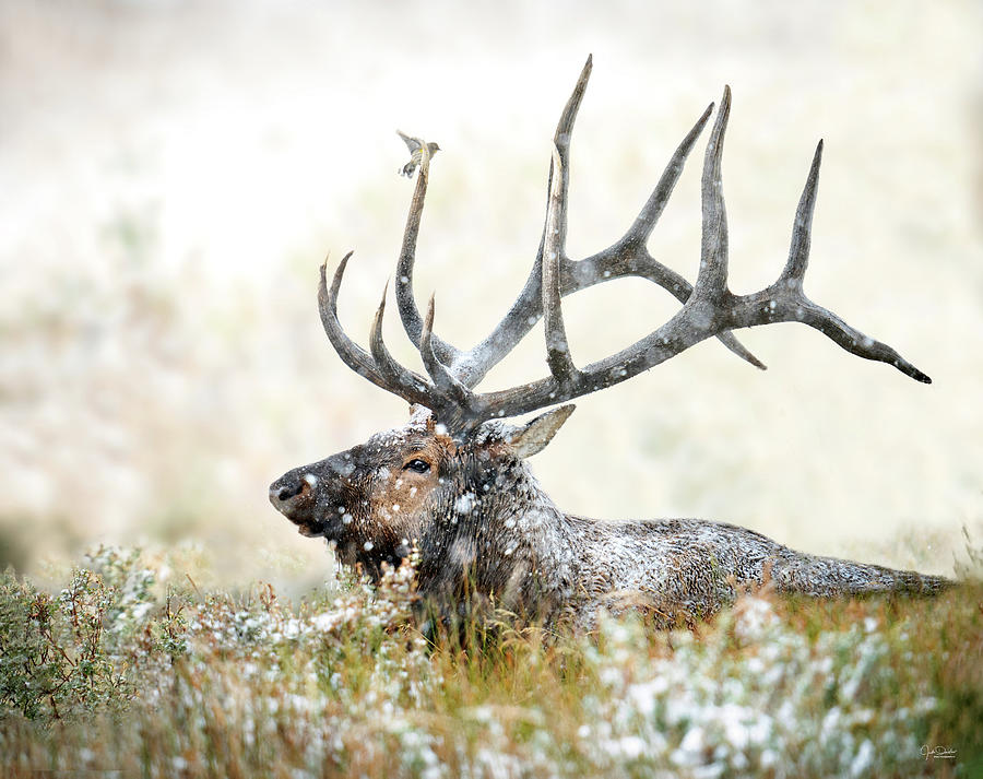 Bull Elk with Bird Photograph by Judi Dressler
