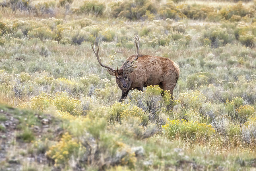 Bull Elk with Flowers for His Antlers Photograph by Belinda Greb