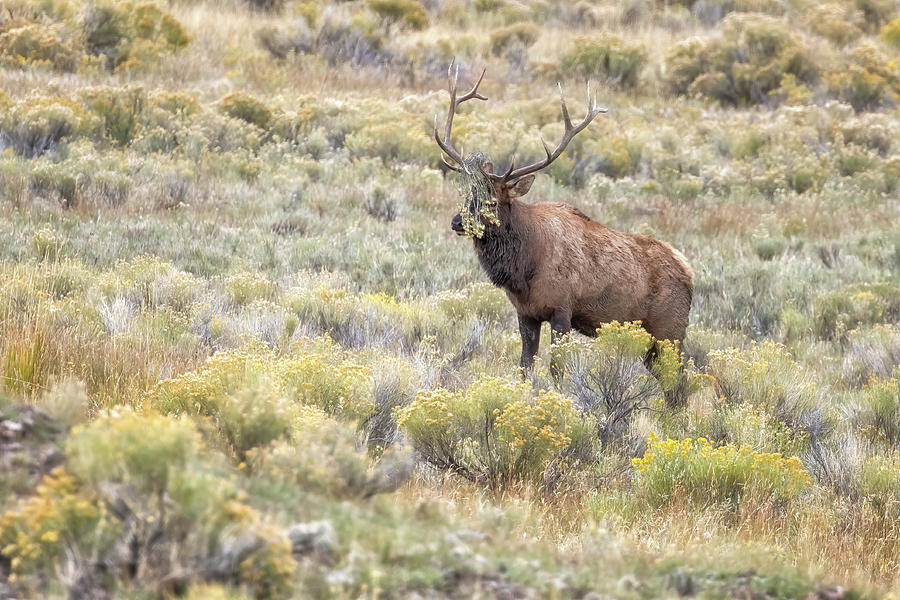 Bull Elk with Obstructed Vision Photograph by Belinda Greb