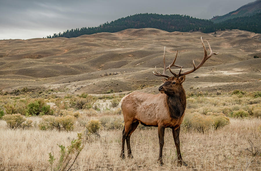 Bull Elk With the Stance of a Champion Photograph by Marcy Wielfaert