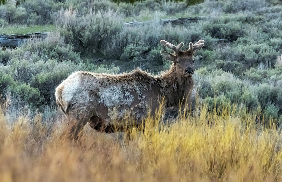 Bull Elk with Velvet Antlers Photograph by Belinda Greb