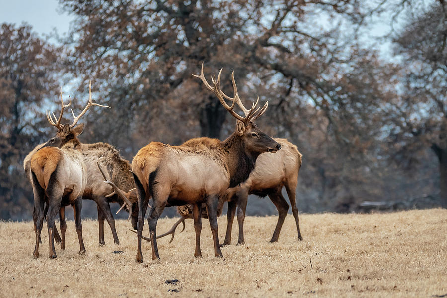 Bull Elk Woolaroc Oklahoma Photograph by Debra Martz
