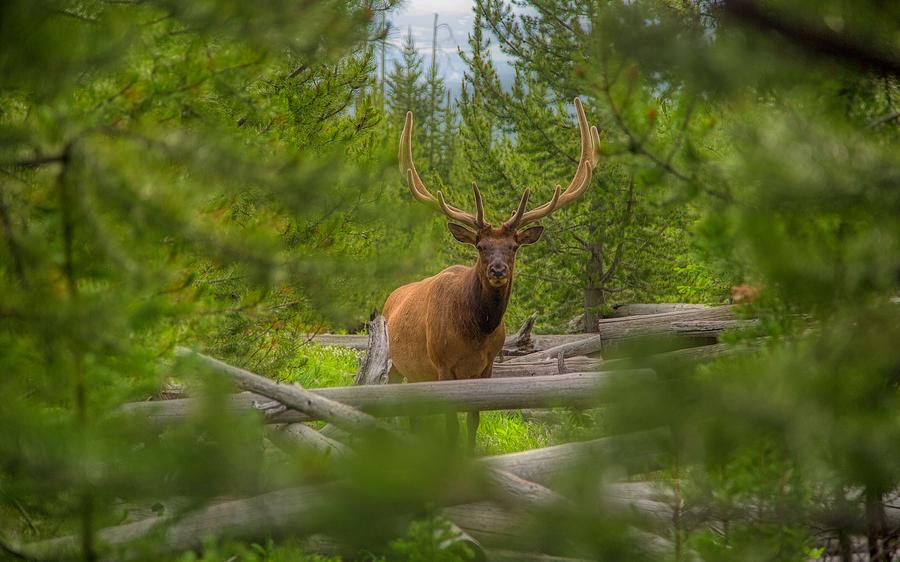 Bull Elk Photograph - Bull Elk - Yellowstone by N P S Neal Herbert Bull Elk Photograph - Bull Elk - Yellowstone by N P S Neal Herbert