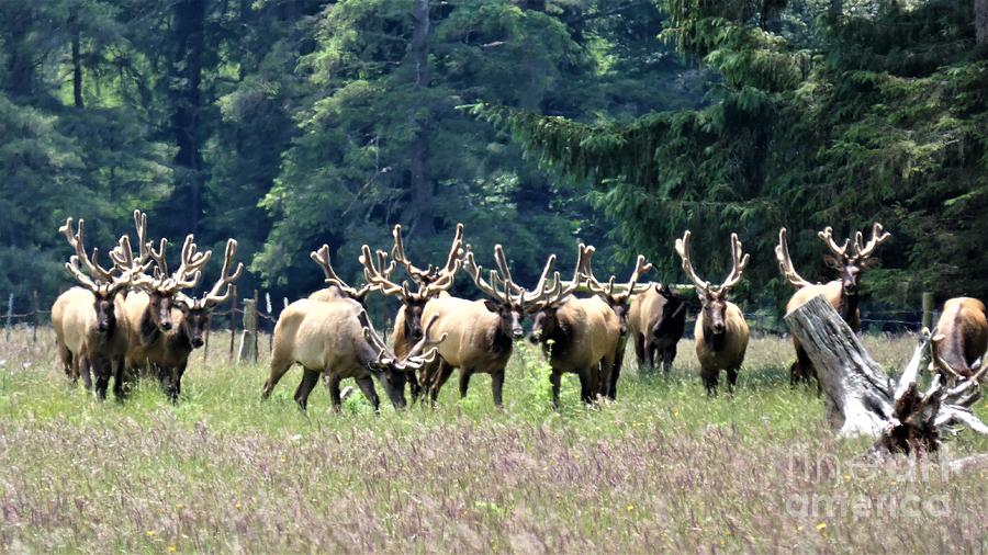 Bull Elks And Many Antlers Photograph by Linda Vanoudenhaegen
