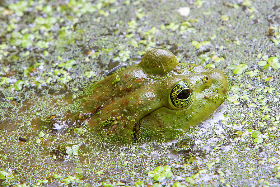 Bull Frog II Digital Art by Jerry Dalrymple Bull Frog II Digital Art by Jerry Dalrymple