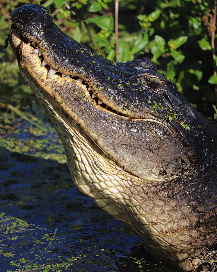 Bull gator bellowing Photograph by Jeni Tirnauer - Fine Art America