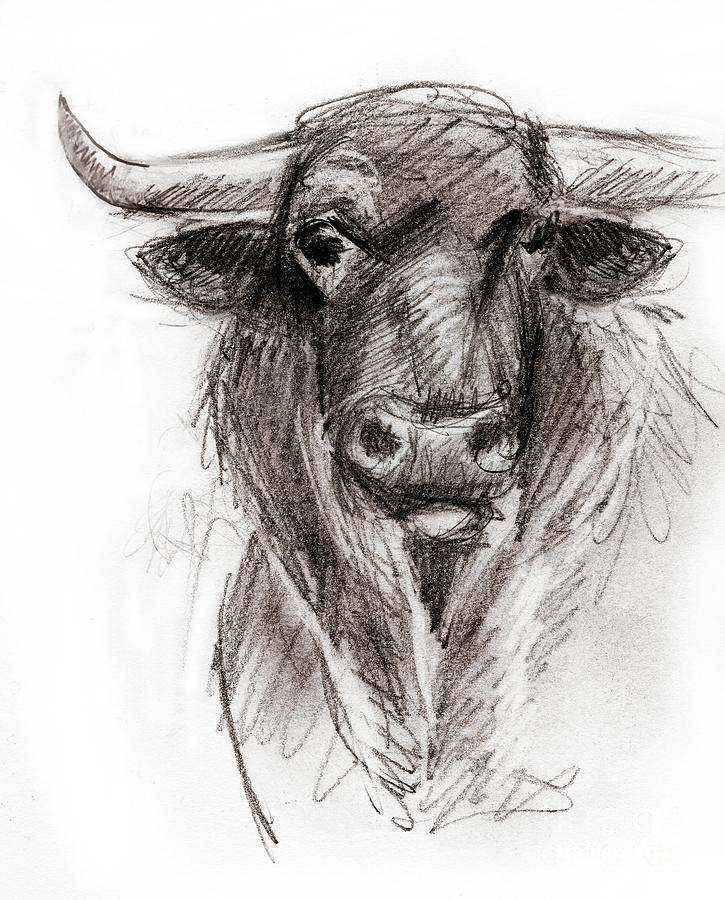 Bull Head Drawing PNG Transparent Images Free Download | Vector Files |  Pngtree