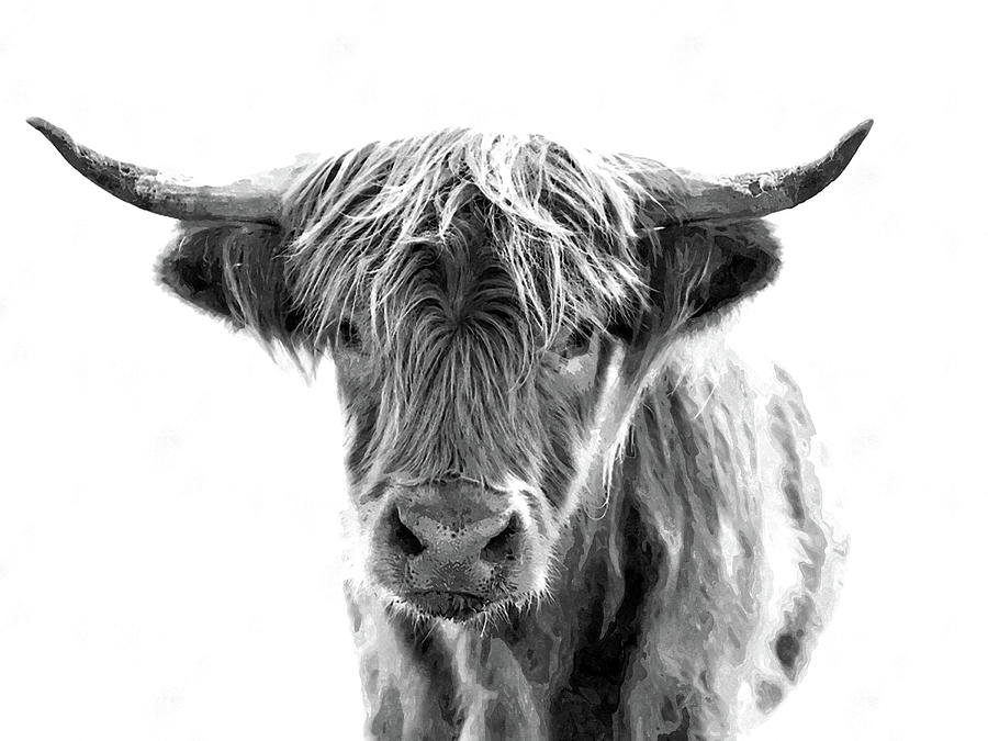 Bull Headed Photograph by Andrea Kollo