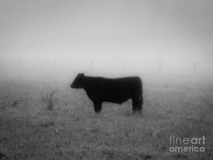 Bull In Fog Photograph by Mark Triplett
