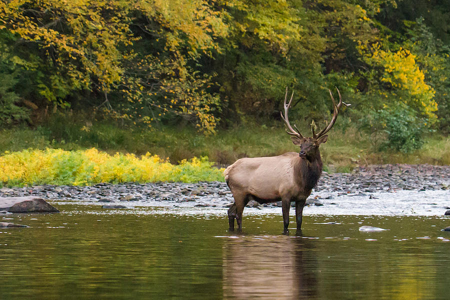 Bull in the River Photograph by Jonathan Steele | Pixels