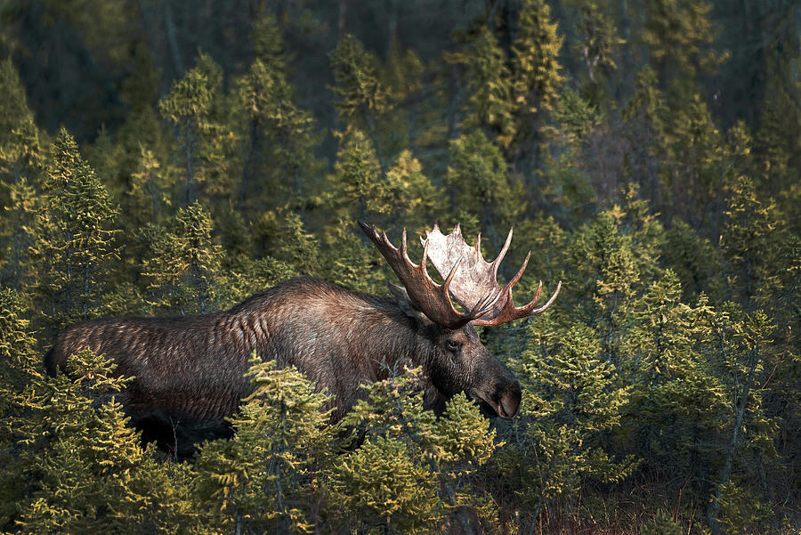 Bull In The Woods Photograph by Ron Day - Fine Art America