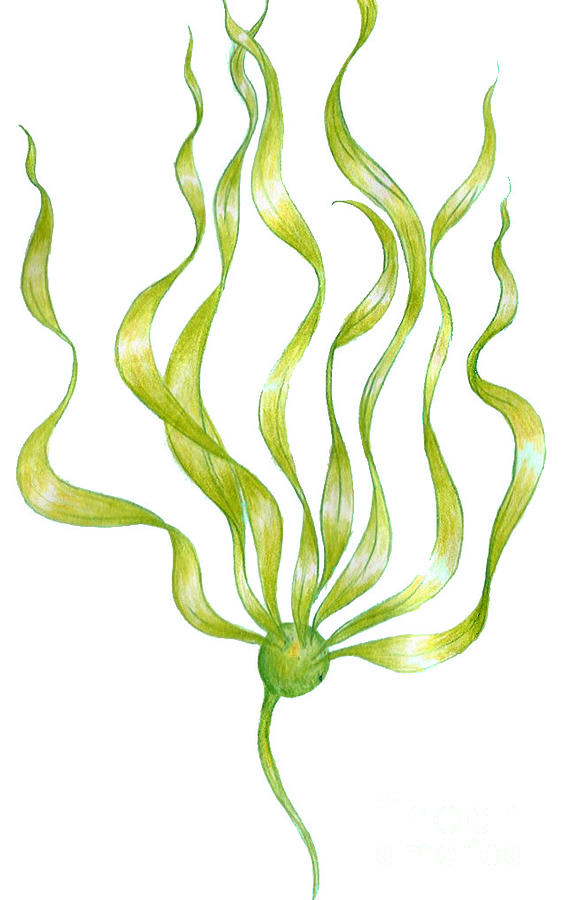 Bull kelp Drawing by Algae Png Fine Art America