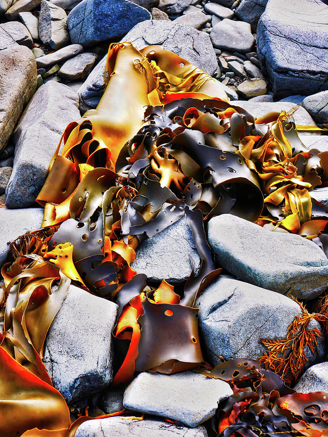 Bull Kelp on Blue Rocks Photograph by Lexa Harpell