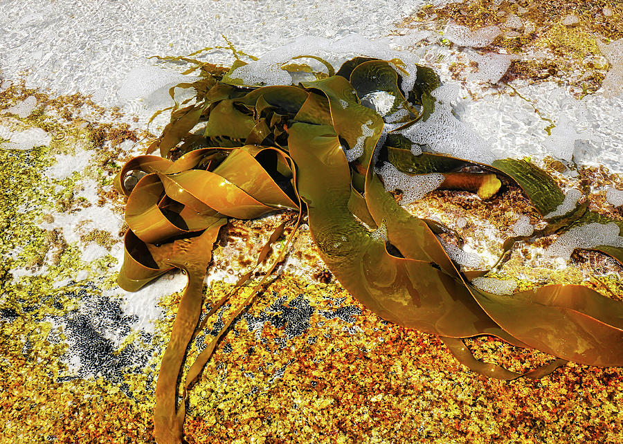 Bull Kelp on Rock Photograph by Lexa Harpell