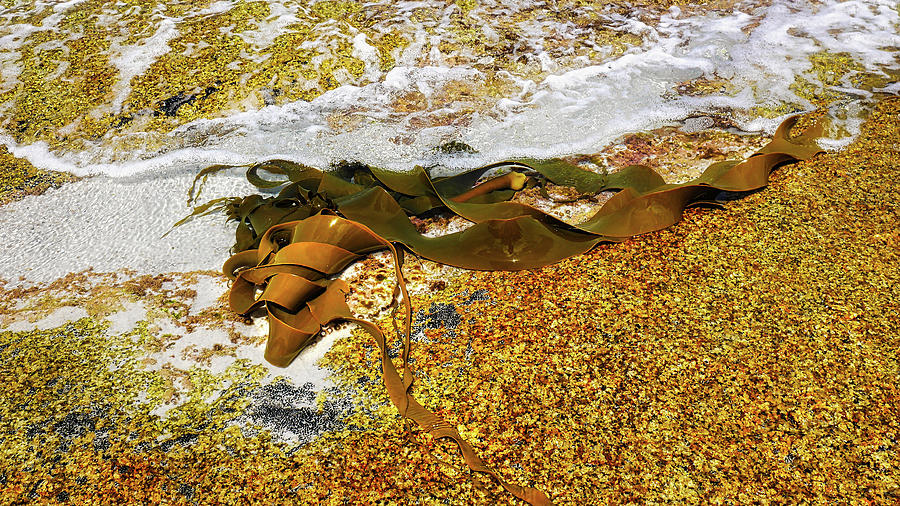 Bull Kelp Strands 2 Photograph by Lexa Harpell