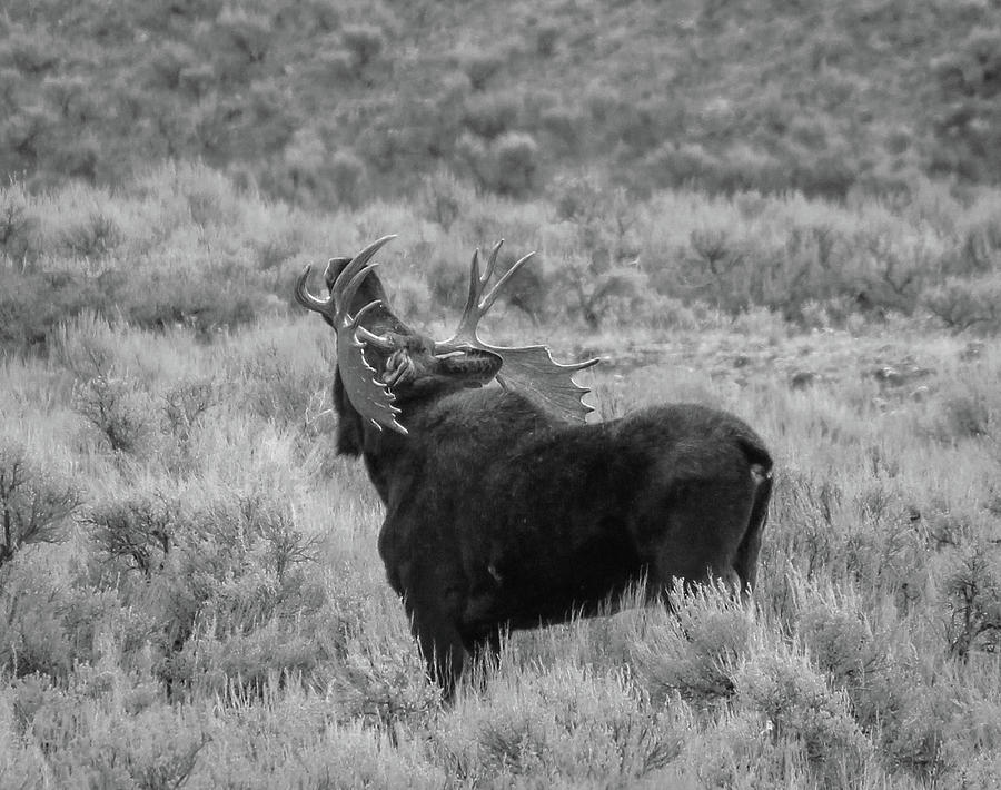 Bull Moose 2 Photograph by Cindy Robinson