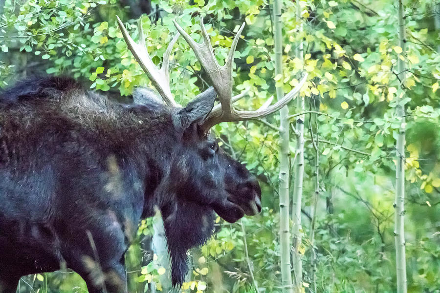 Bull Moose Against A Backdrop Of Aspens Photograph