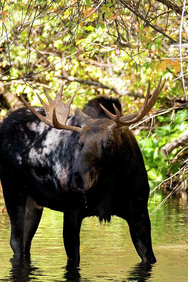 Bull Moose Along Trees Photograph by Jerry Sodorff
