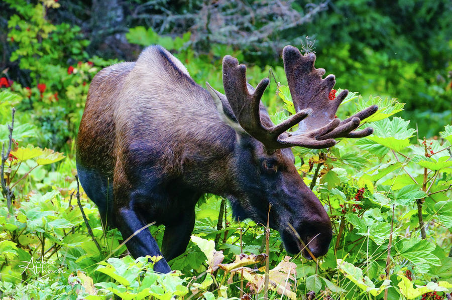 Bull Moose Photograph by Amber Althouse - Fine Art America