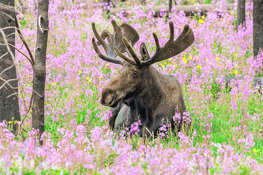 Bull Moose Among the Wildflowers Photograph by Tony Hake