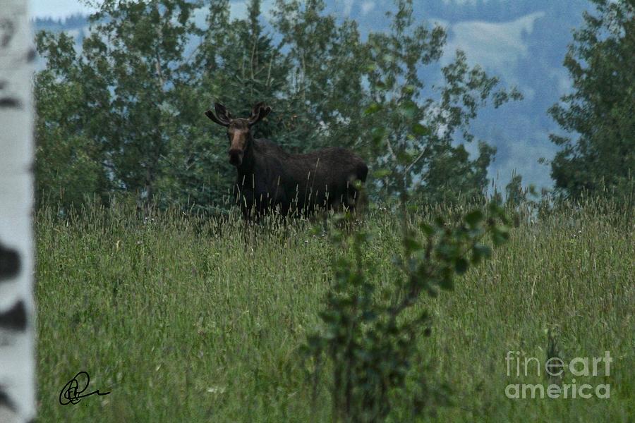 Bull Moose Photograph by Ann E Robson