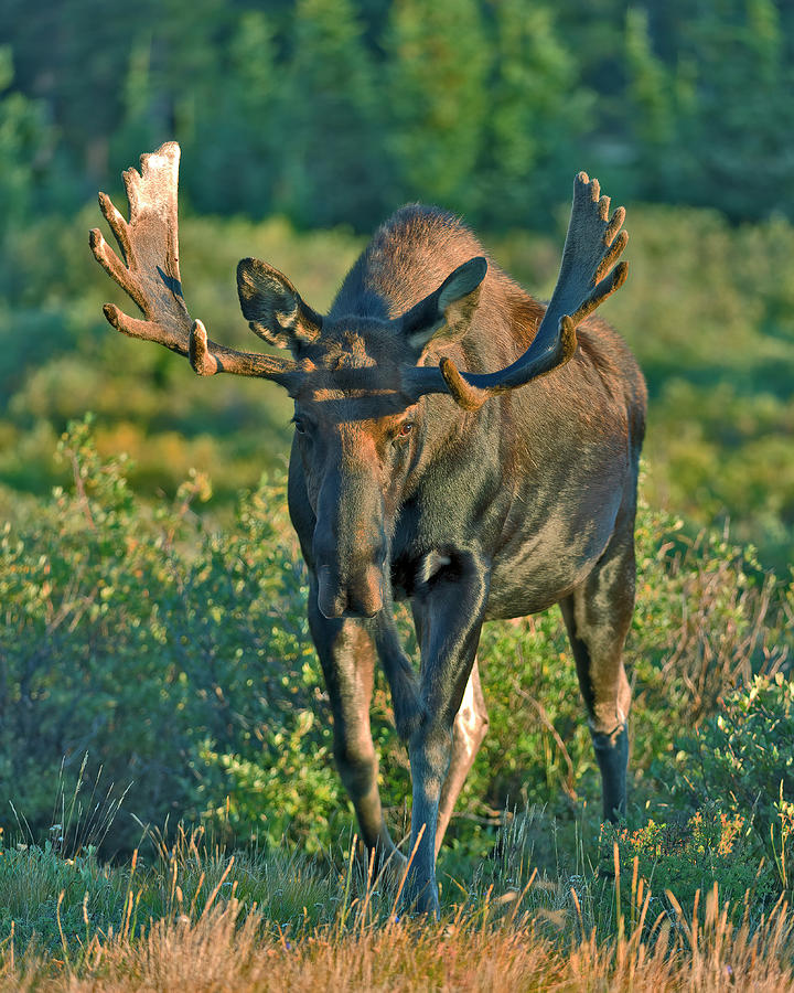 Bull Moose Approach Photograph by Gary Langley