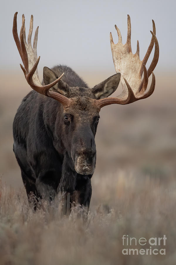 Bull Moose at Dawn Photograph by Brad Schwarm