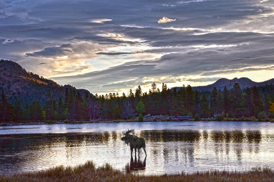 Bull Moose At Sprague Lake Photograph