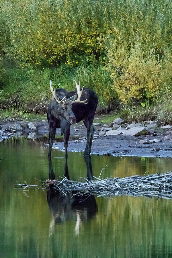 Bull Moose at the Far End of Maroon Lake, No. 1 Photograph by Belinda Greb