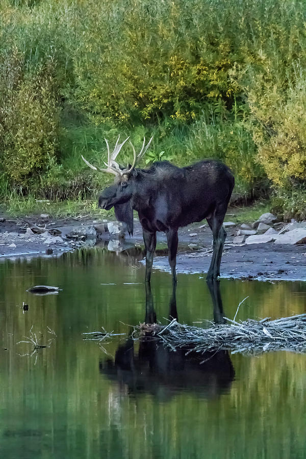 Bull Moose at the Far End of Maroon Lake, No. 2 Photograph by Belinda Greb